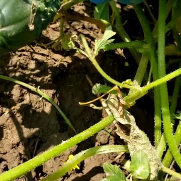 Pick up your own vegetables #cucumber