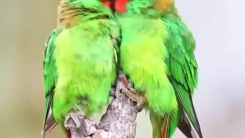 Pet Cats Beautiful Bird And Animal 4K HD Adorable Photography By Nature.