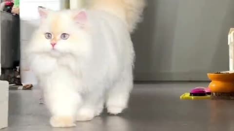 CUTE CAT