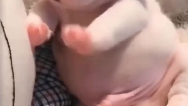 newborn cute puppy | cute puppies | puppy playing 🥰 #shorts