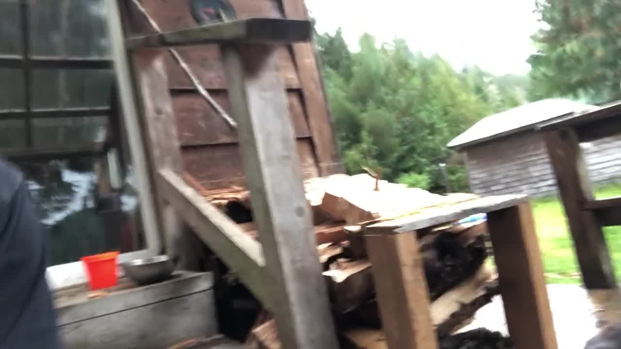 Bear Has Snack on Man's Porch