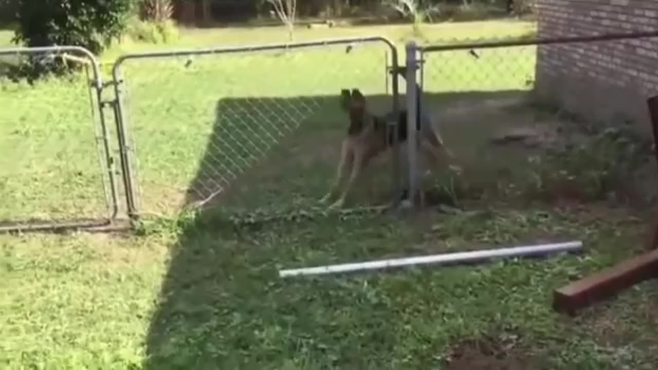 Animals being shocked by electricity