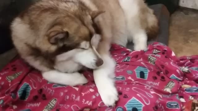 Alaskan Malamute very sleepy so cute