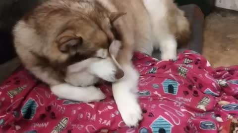 Alaskan Malamute very sleepy so cute