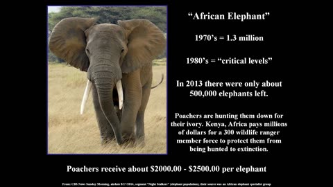 African Elephant and Carolina Parakeet (Hunted to Extinction Part#4)