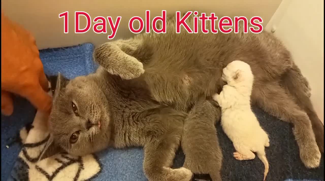 1 Day old Kittens