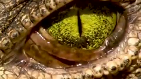 Have you seen alligator eyes before? 🐊