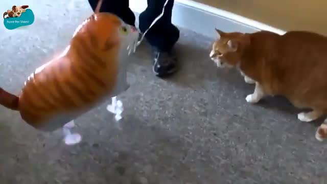 🤣Best cats and dogs funny videos (try not to laugh)🤣😅😂