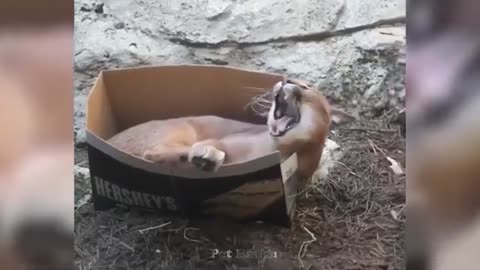 Crazy cat and funny dog 🐕🐕🐕
