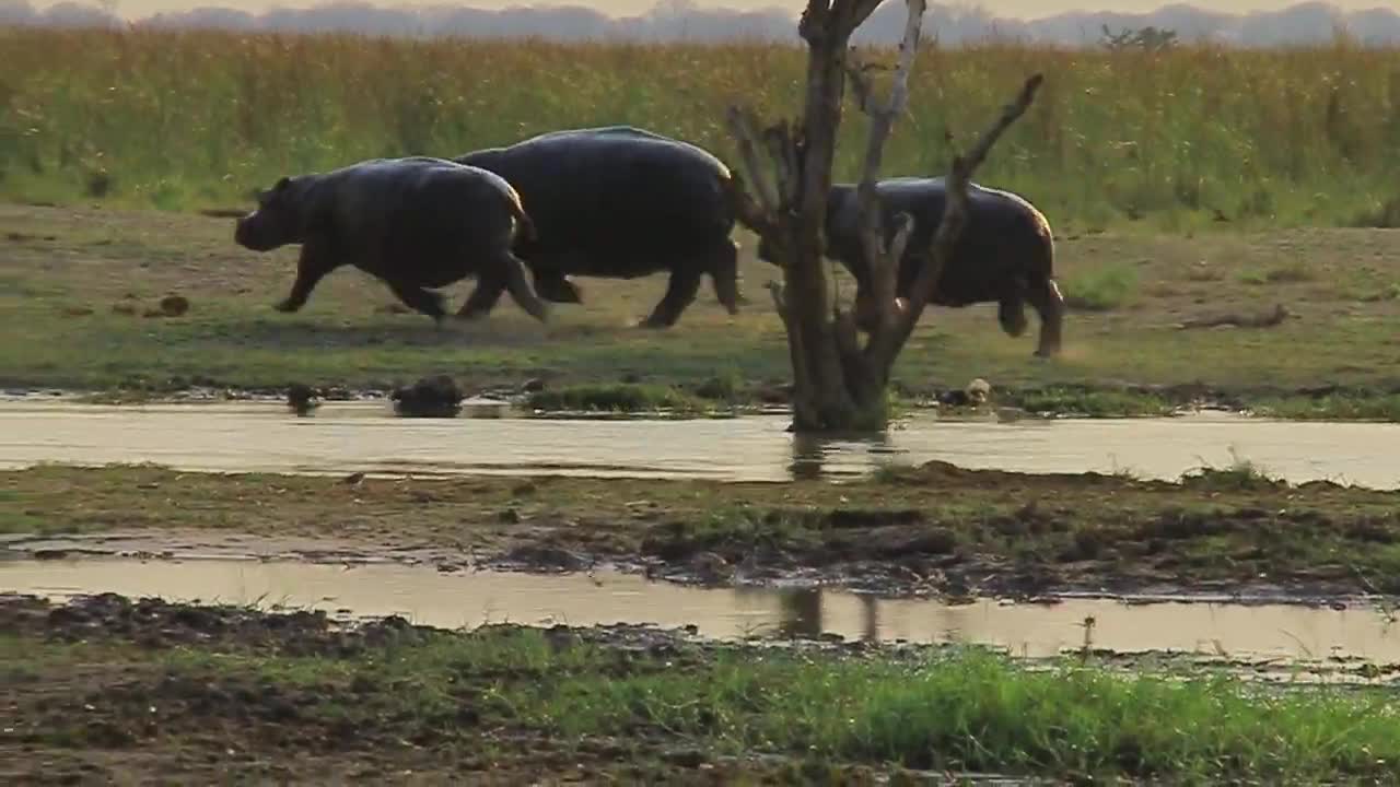 Hippos Love Running