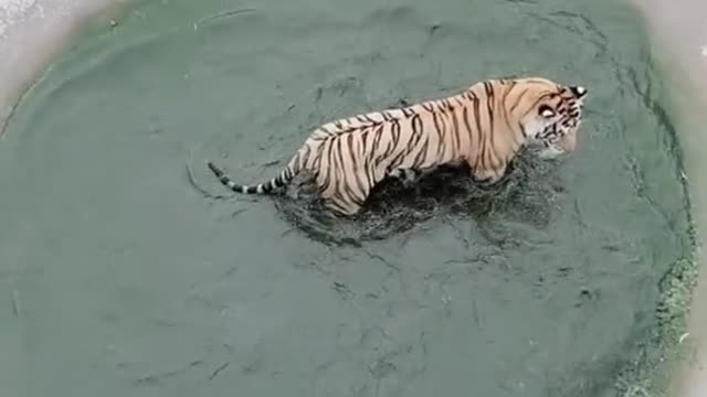 Stupid the tiger