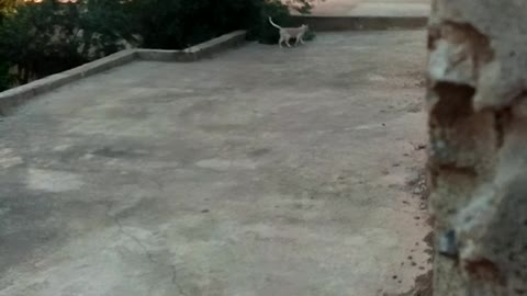 A loose cat roaming theroof tops