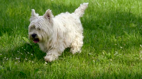 Lovely puppy walking alone