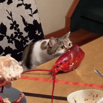 Here is your share little kitty