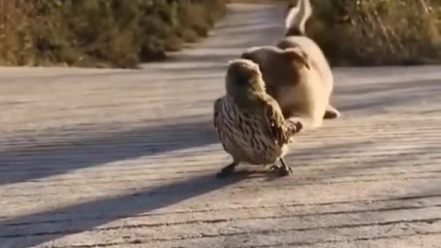 Cute dogi playing with chick