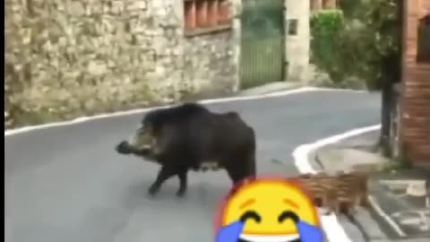Animal funny shorts