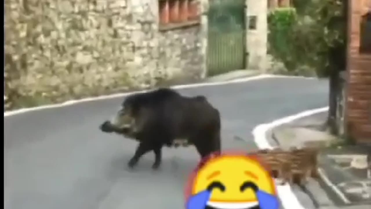 Animal funny shorts