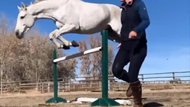 Horse SOO Cute! Cute And funny horse Videos Compilation cute moment