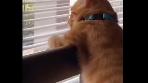 Funny cat peeks through the blinds like a human