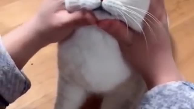 funny fluffy cat Video! Must Watch!