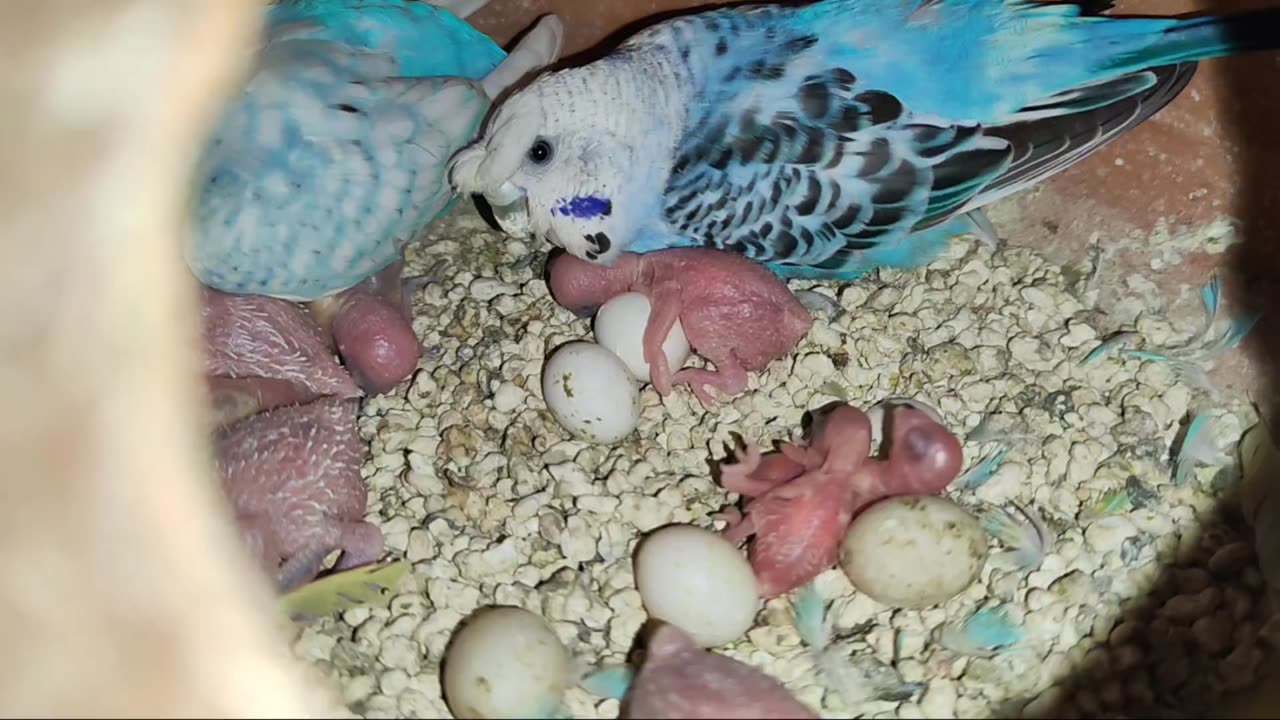 #Budgies#lovebirds#african lovebirds#birds#parrot#cockatiel#8