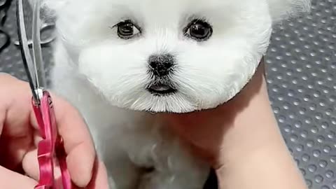 haircut of beautiful fluffy dog