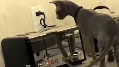 When the toast suddenly popped up from the toast-maker, the cat was scared