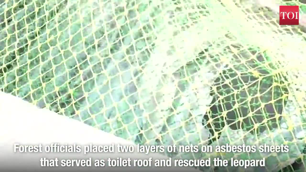 How a dog survived night in a toilet with leopard in karnataka