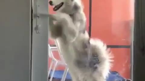 A dog that can open the door.