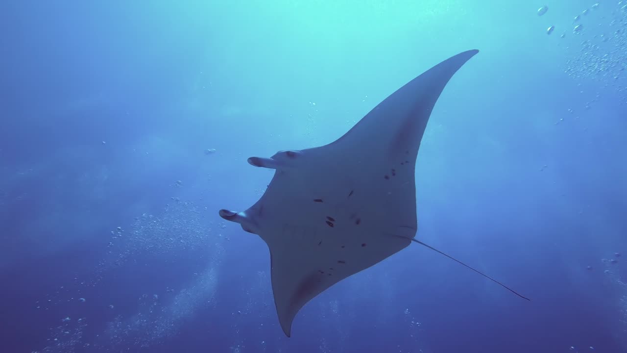 Ocean Creatures