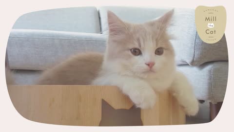 Look at happy kitten in a bath tub!