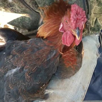 Умирающий петух