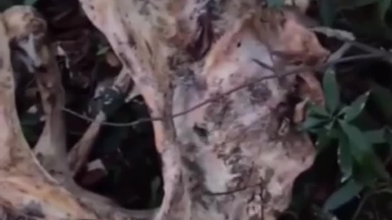 Skeleton found on the coast. He doesn't look like a familiar animal!