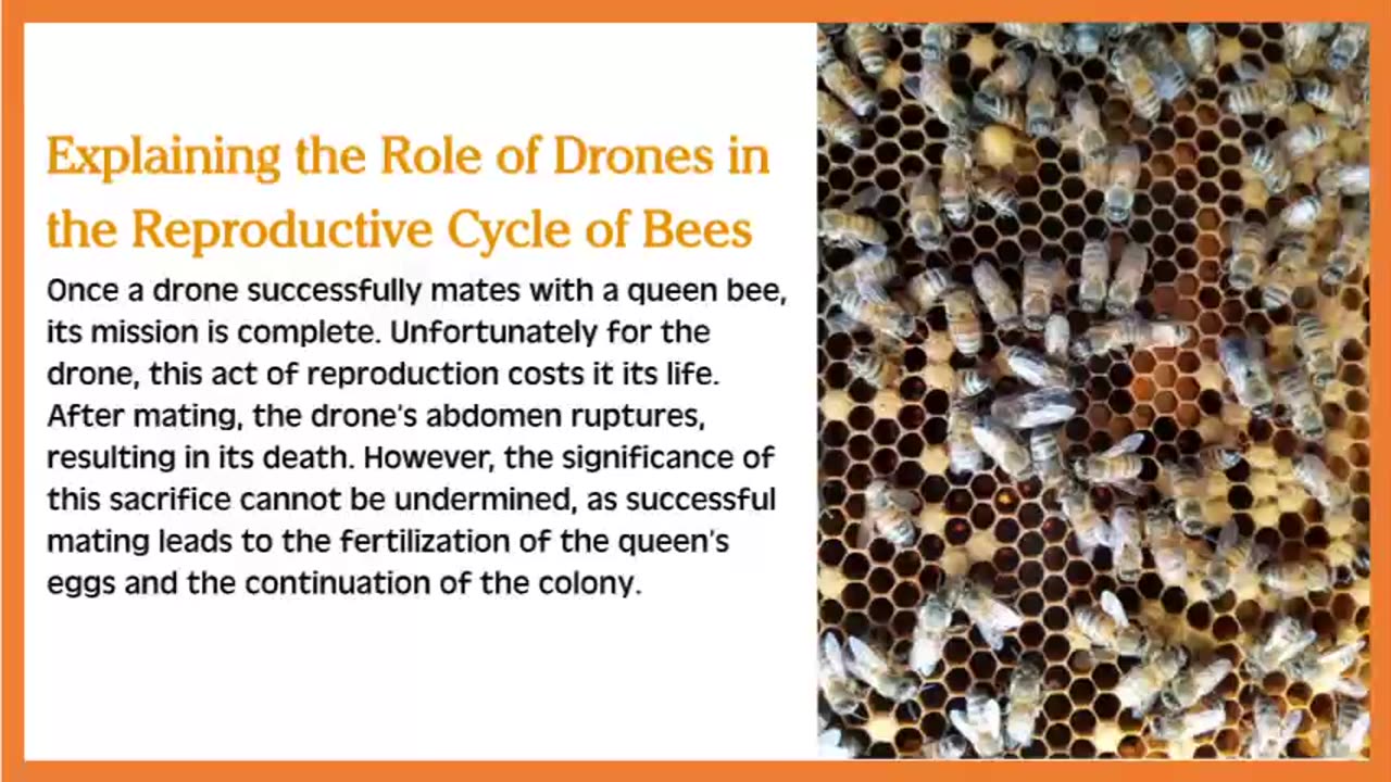 What is a Drone Comb Frame