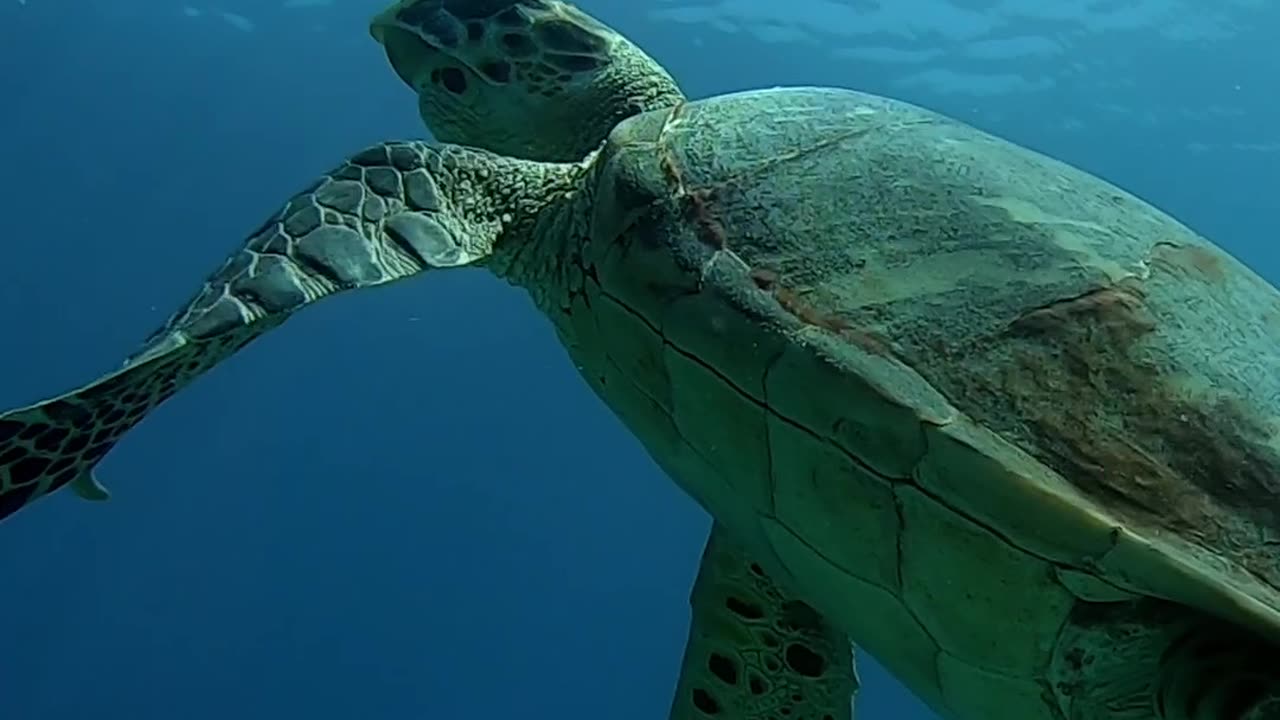 😍 Relaxed Sea turtle swimming