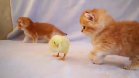 Cats Video Kittens walk with a tiny chicken 🐱