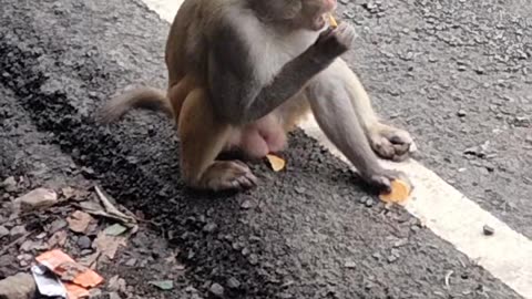 Funny monkey 🐒