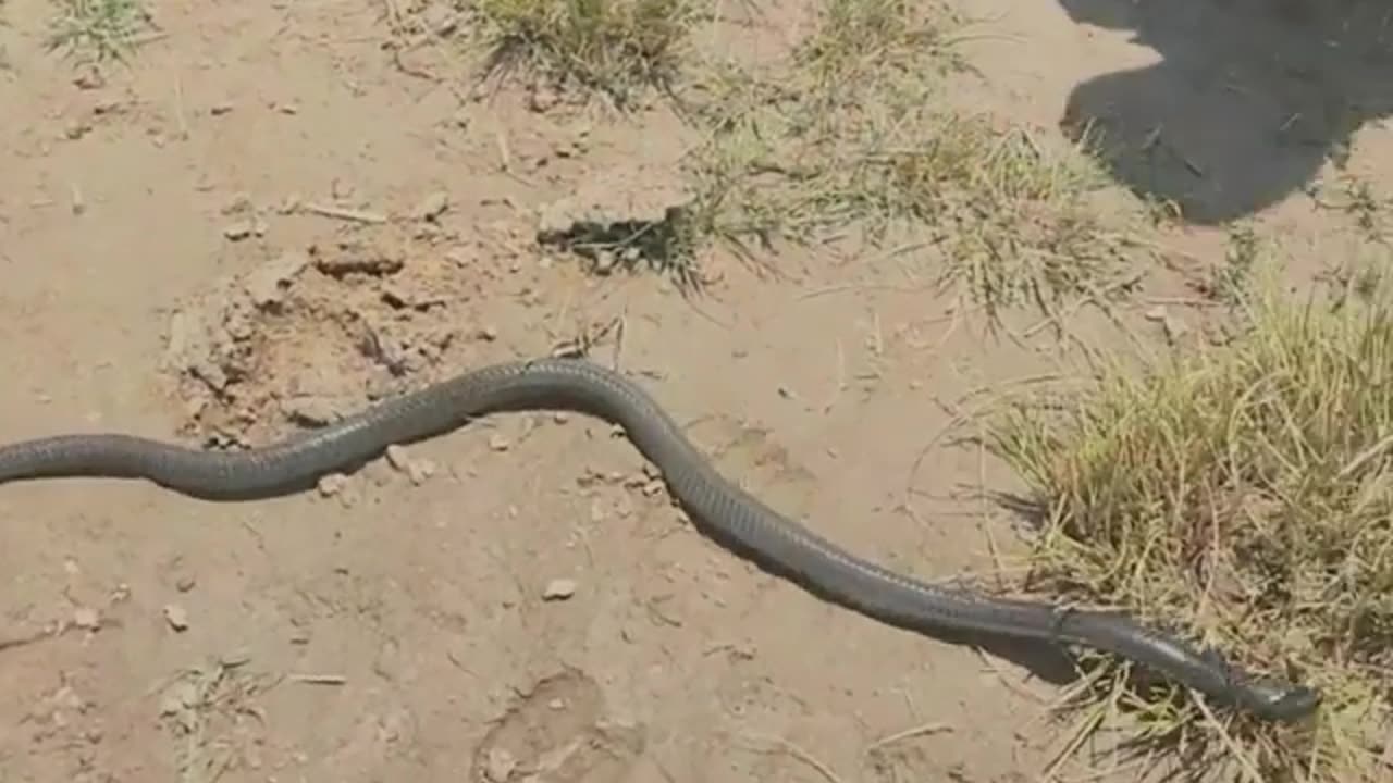 how the cow herders caught the snake