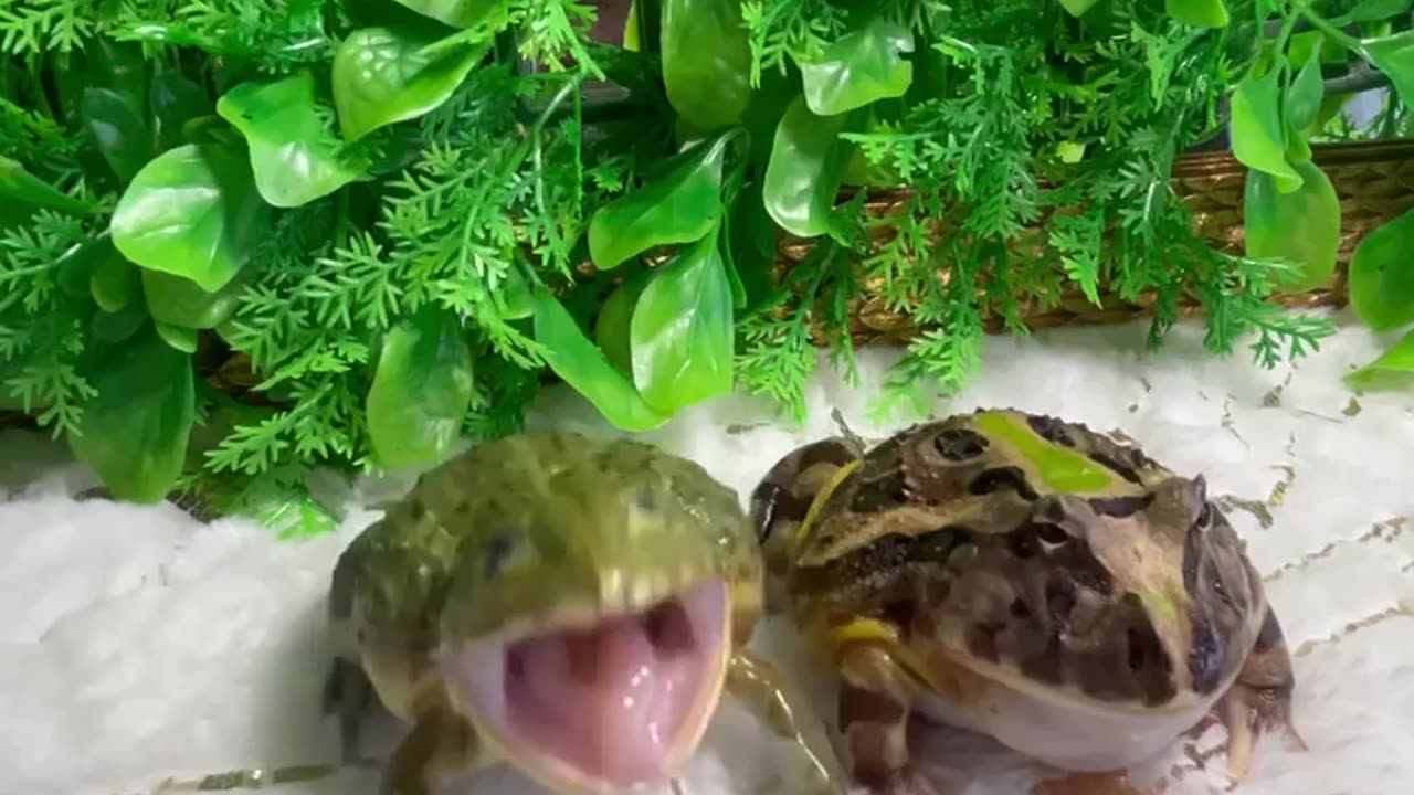 Cough it up or else 🤣