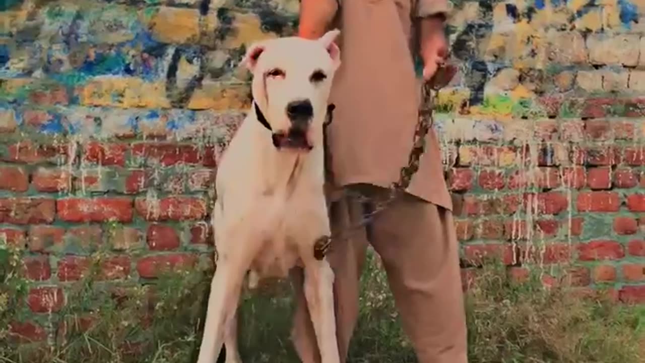 Beautiful bully dog