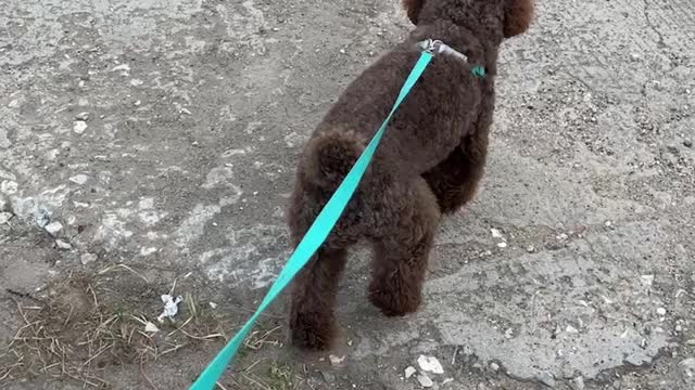 Brown puppy, so pretty