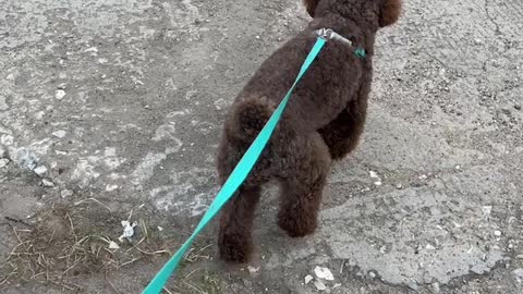 Brown puppy, so pretty