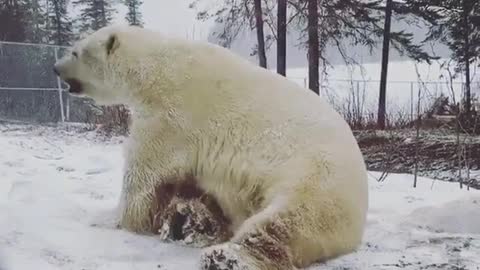 Teddy bear having fun