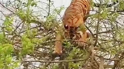 Tiger's monkey is attacking,# now monkey is trying ,#to get free and tiger is following him.