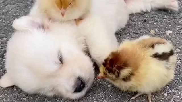 The Puppy and the Chick!