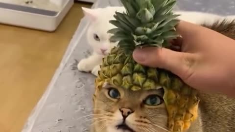 Pineapple 🍍 cat 😍😍