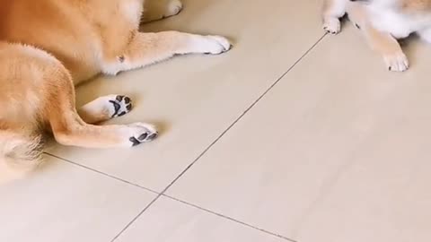 Dog: Play with me mother