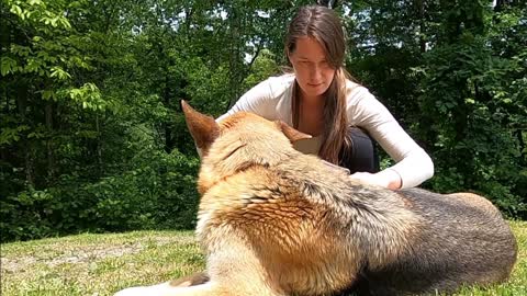 Brushing Dog hair for the best & great looking