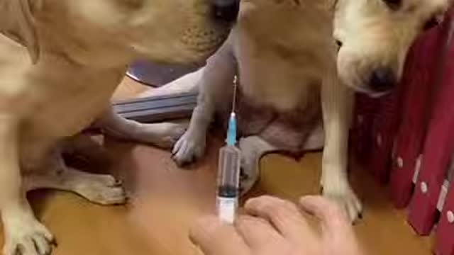 You will get STOMACH ACHE FROM LAUGHING SO HARD🐶Funny Dog Videos.