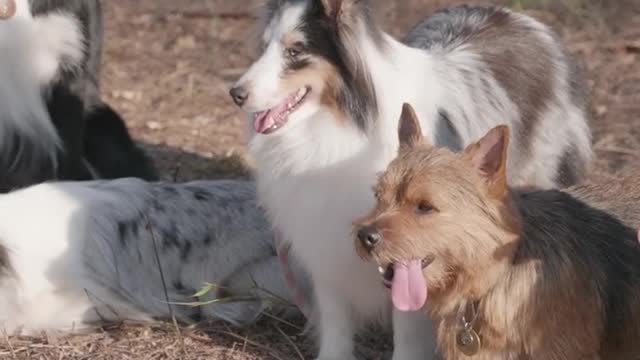 #Dogs posing outdoors#